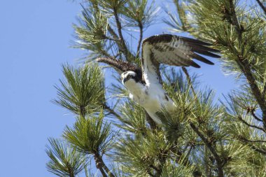 Bir sorguç (pandion haliaetus) kapalı bir çam ağacından Fernan gölün Kuzey Idaho uçar.