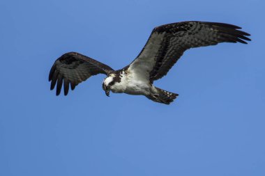 Sorguç (pandion haliaetus) Fernan Gölü Kuzey Idaho yukarıda gökyüzünde soars.
