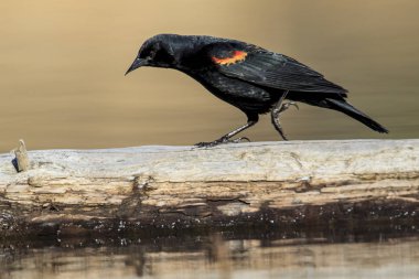 Bir günlük Kuzey Idaho Fernan gölde bir kırmızı - kanatlı blackbird yürür.