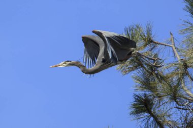 Güzel bir büyük mavi balıkçıl (ardea herodias) kapalı sinekler bir ağaçtan Kuzey Idaho Fernan Gölü yakınında.
