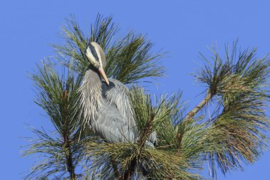Büyük mavi balıkçıl (Ardea herodias) kendisi tarafından Fernan Gölü, Idaho ağaçta preens.