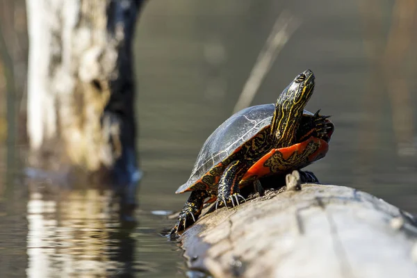 Una Tortuga Pintada América Chrysemys Picta Toma Sol Tronco Lago — Foto de Stock