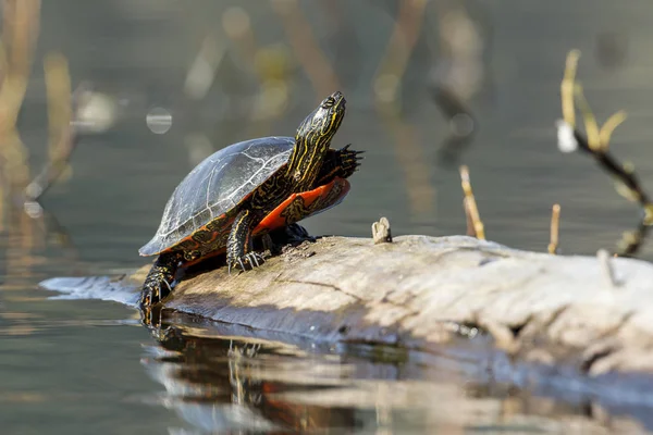 アイダホ州のフェルナン湖上のログに太陽を浴びているアメリカを描いた亀 Chrysemys Picta — ストック写真