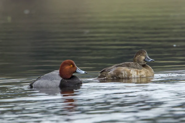 Rotschopf Entenpaar Aythya Americana Schwimmt Auf Dem Hausersee Idaho — Stockfoto