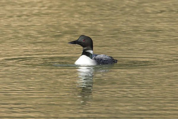 Ortak loon (gavia Immer) Fernan gölde Coeur d'Alene, Idaho tarafından yüzüyor..