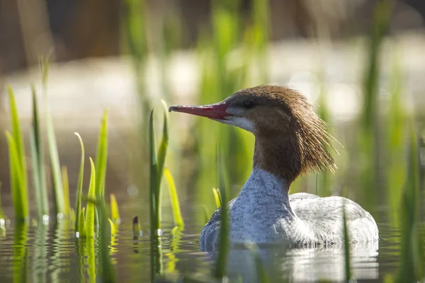 Female Common Merganser Mergus Merganser Fernan Lake North Idaho — Stock Photo, Image