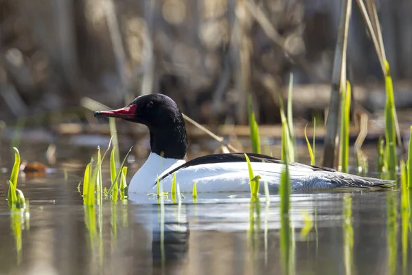 Fernan Gölü Kuzey Idaho'erkek ortak merganser (mergus merganser).