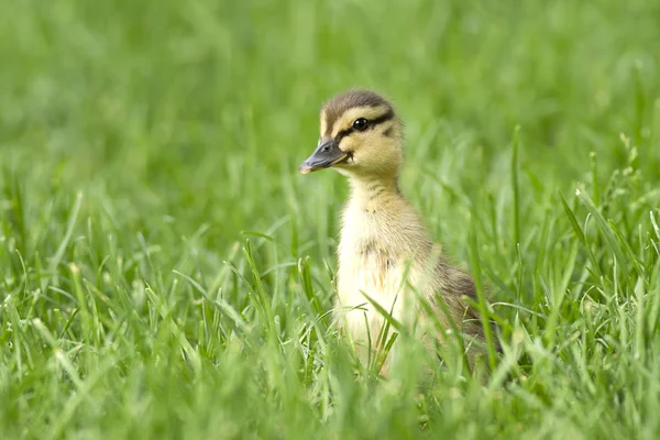 Mallard Patito Anas Platyrhynchos Caminando Hierba Manito Park Spokane Washington — Foto de Stock