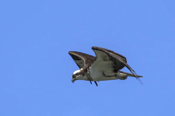 Águila Pescadora Pandion Haliaetus Vuela Cielo Busca Comida Sobre Lago —  Fotos de Stock