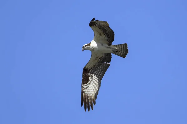 Águila Pescadora Pandion Haliaetus Vuela Cielo Busca Comida Sobre Lago —  Fotos de Stock