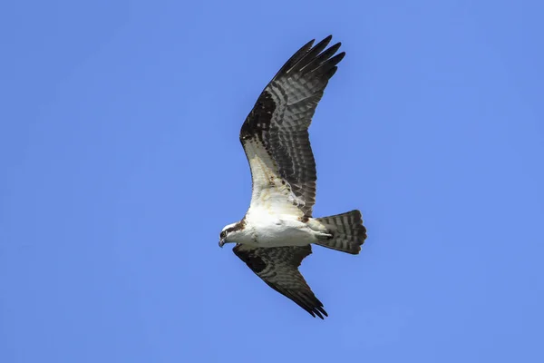 Águila Pescadora Pandion Haliaetus Vuela Cielo Busca Comida Sobre Lago —  Fotos de Stock