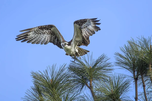 Fiskgjuse Pandion Haliaetus Tar Flygning Från Gren Fernan Lake Norra — Stockfoto