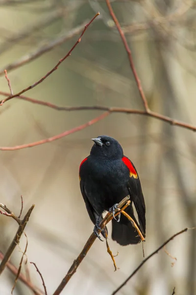 Red Winged Blackbird Agelaius Phoeniceus Perched Tree Hauser Idaho — Stock Photo, Image