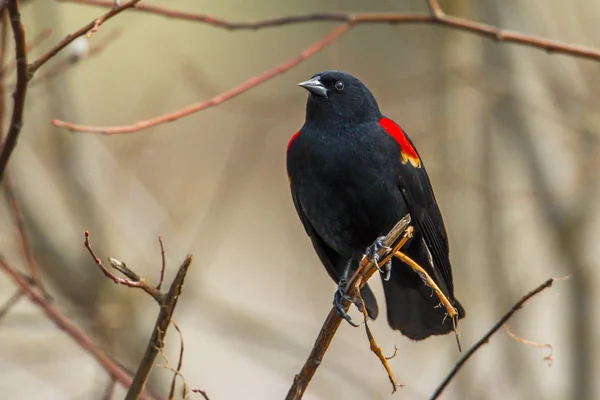 位于爱达荷州豪瑟的一棵树上的一只红翅黑鸟 Agelaius Phoeniceus — 图库照片