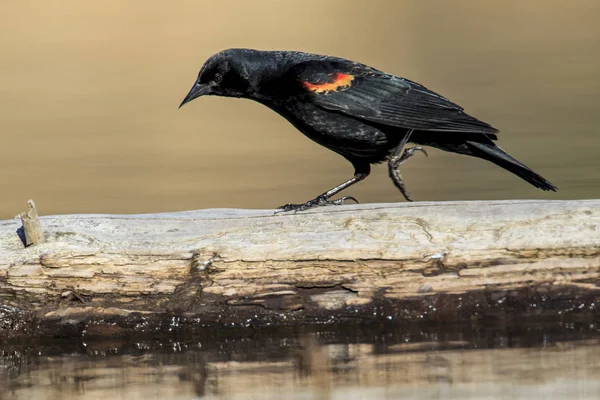 Bir günlük Kuzey Idaho Fernan gölde bir kırmızı - kanatlı blackbird yürür.
