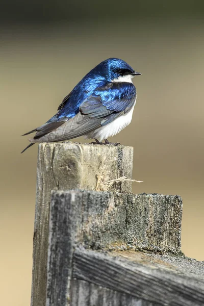 Cute Little Tree Swallow Tachycineta Bicolor Perches Top Post Cougar — Stock Photo, Image