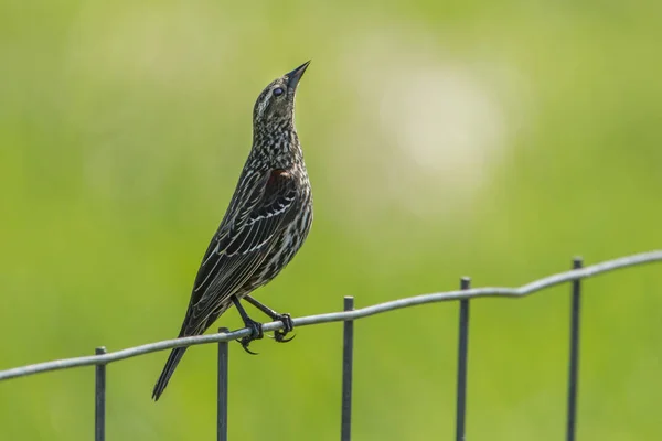 Una Hembra Mirlo Alado Rojo Agelaius Phoeniceus Alza Una Valla —  Fotos de Stock