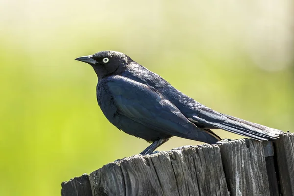 Brewer Kora Czarny Kos Euphagus Cyanocephalus Wznosi Się Post Północnej — Zdjęcie stockowe