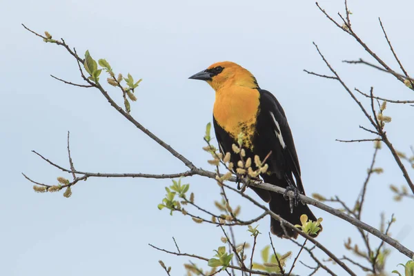 Male Yellow Headed Blackbird Xanthocephalus Perched Branch Hauser Idaho — Stock Photo, Image