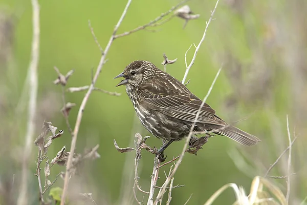 Song Sparrow Melospiza Melodia Perched Twig Hauser Lake Idaho — Stock Photo, Image