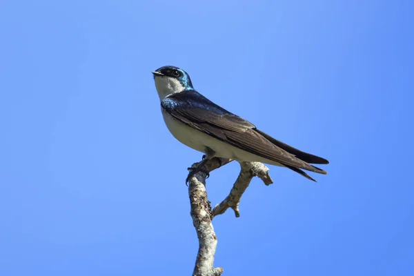 Ptačí Stromy Vlaštovka Tachycineta Bicolor Pobočku Heyburn State Park Plummer — Stock fotografie