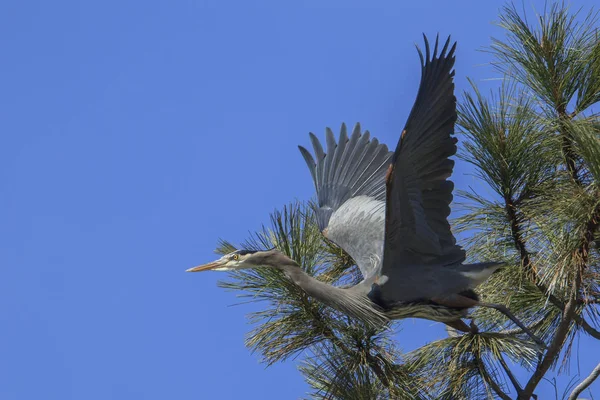Güzel bir büyük mavi balıkçıl (ardea herodias) kapalı sinekler bir ağaçtan Kuzey Idaho Fernan Gölü yakınında.