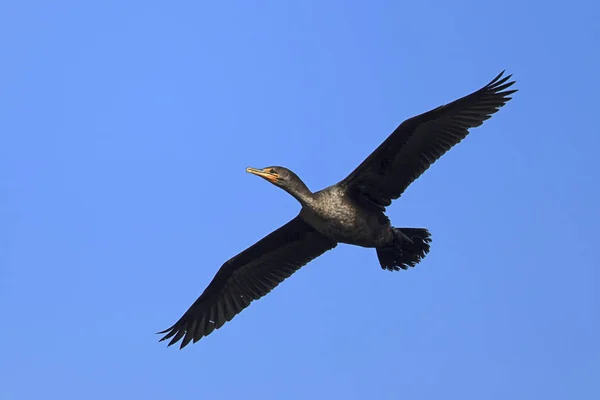 Een Aalscholver Phalacrocorax Carbo Verheft Boven Fernan Lake North Idaho — Stockfoto