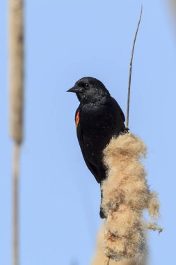 Bir erkek kırmızı - kanatlı karakuş (agelaius phoeniceus) bir kuyrugu Kuzey Idaho üzerinde.