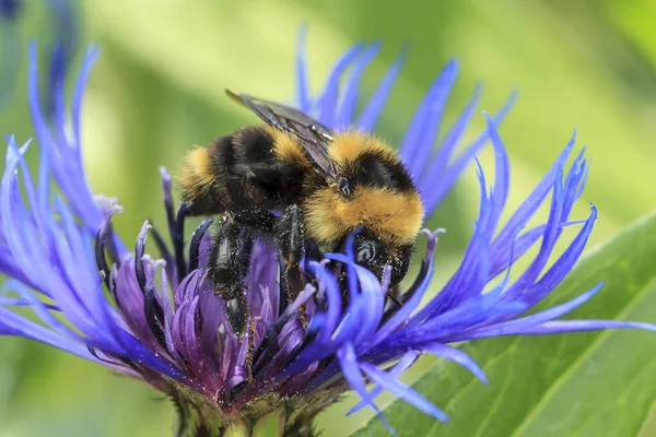 Honigbiene Auf Einer Kornblume Norden Von Idaho — Stockfoto