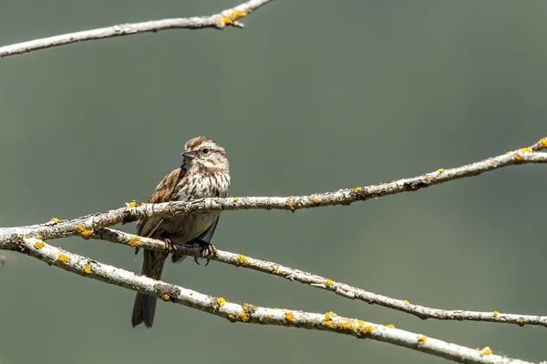 Malé Song Sparrow Posazený Větvi Poblíž Harrison Idaho — Stock fotografie
