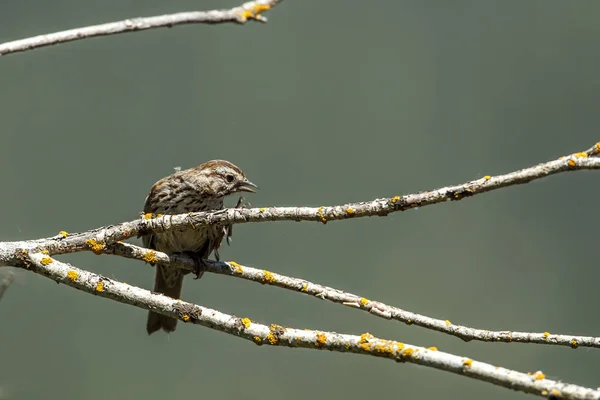 Small Song Sparrow Perched Branch Has Leg Harrison Idaho — Stock Photo, Image