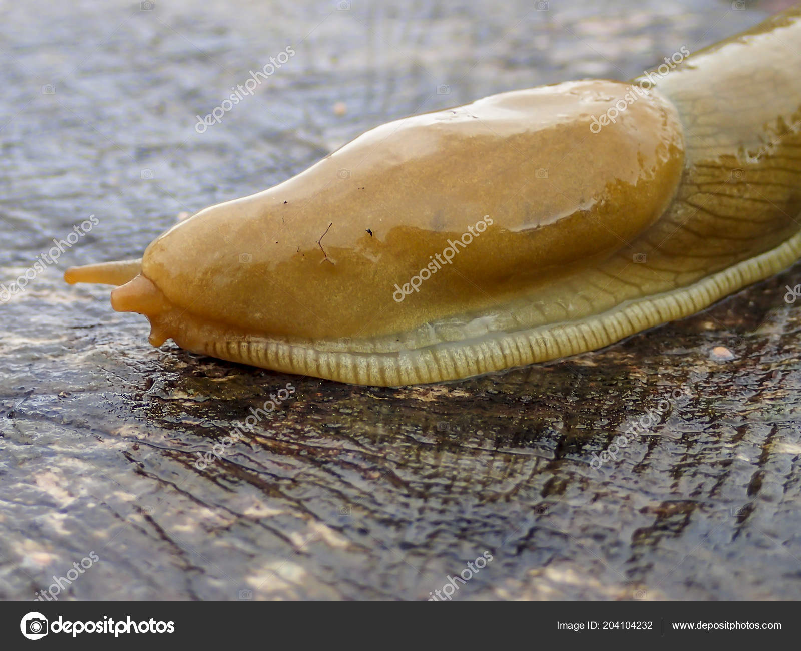 ニセバナナーガ：飢餓状態で巧妙な狩り方 | TikTok, image size:1600x1300