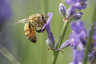 Bir lavendar tesisi, Lavandula spica API'leri, bal arısı.