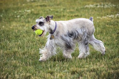 Minyatür schnauzer Kuzey Idaho bir parkta bir top oynuyor.