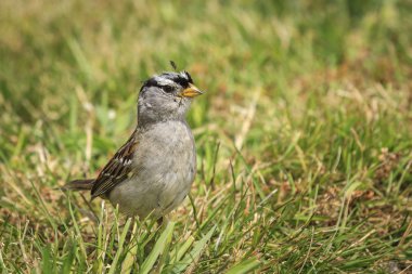 Bir beyaz taç serçe, zonotrichia leucophrys, sahil, Oregon zeminde yürüyor.