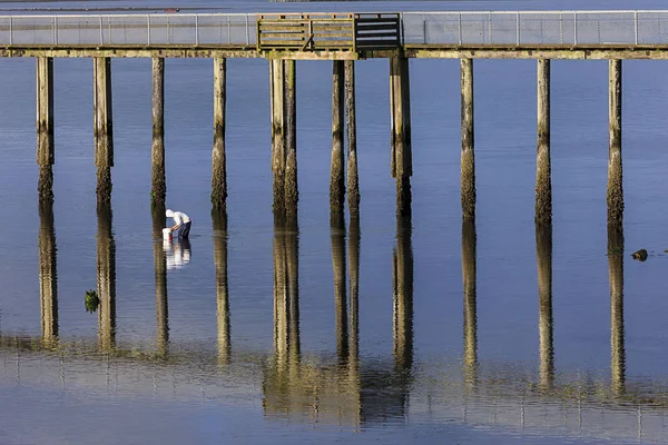 Homem Está Cavando Amêijoas Baía Tillamook Garibaldi Oregon — Fotografia de Stock