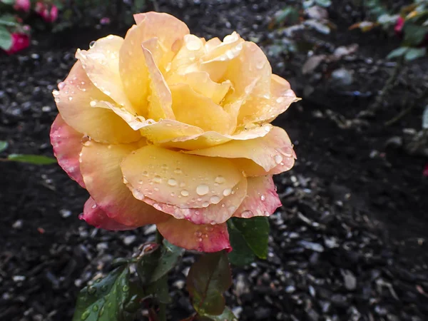 Primo Piano Ibrido Rosa Giardino Warrenton Oregon — Foto Stock