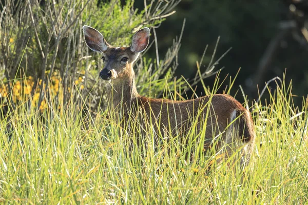 一只白尾鹿 Odocoileus 矗立在俄勒冈州西北部的高大草丛中 — 图库照片