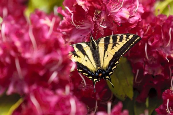 Żółty Motyl Jasny Różowy Rododendronów Miejscowości Seaside Oregonie — Zdjęcie stockowe