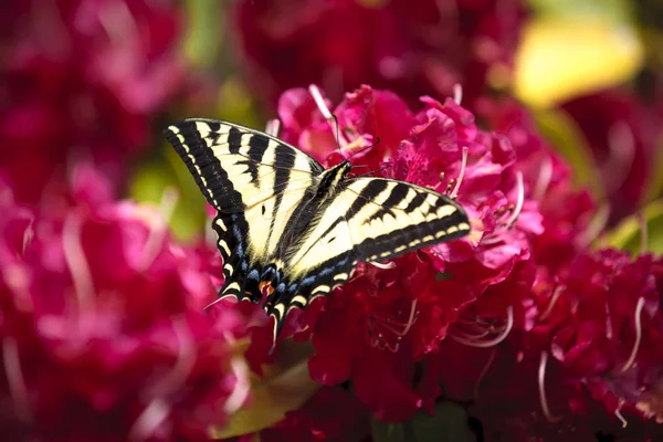 Две Хвостовые Бабочки Ярко Розовых Рододендронах Приморье Орегон — стоковое фото