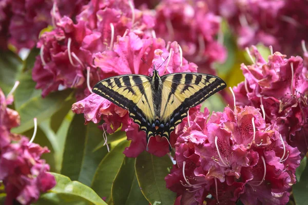 Ein Zweischwänziger Schmetterling Papilio Multicaudata Auf Leuchtend Rosa Rhododendrons Meer — Stockfoto