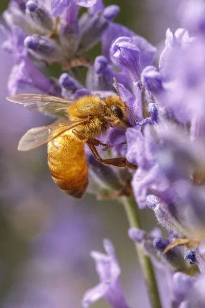 Крупный План Медоносной Пчелы Растении — стоковое фото