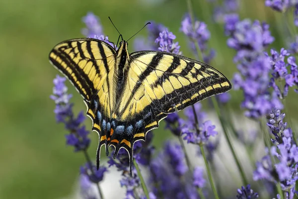 Żółta Swallowtail Papilio Multicaudata Zbiera Nektar Lawendy Roślin Lavandula Spica — Zdjęcie stockowe