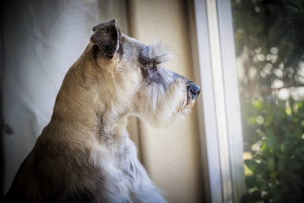 Portrait Intérieur Schnauzer Miniature Également Connu Sous Nom Zwergschnauzer Assis — Photo