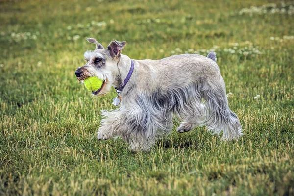 Mini schnauzer with a ball in a park in north Idaho.