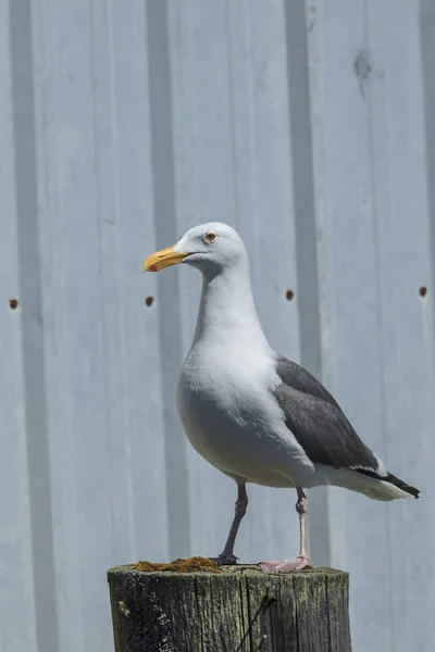 Frajer Harring Larus Argentatus Stoi Palowania Przy Starym Budynku Garibaldi — Zdjęcie stockowe