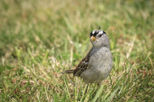 White Crowned Sparrow Standing Grass Seaside Oregon — Stock Photo, Image