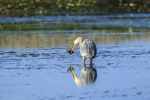 Czapla Modra Ardea Herodiady Łapie Fishin Bay Garibaldi Północno Zachodniej — Zdjęcie stockowe