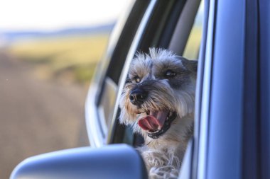Minyatür Schnauzer Kuzey Idaho araba pencereden başını sopa.