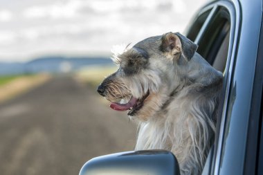Minyatür Schnauzer Kuzey Idaho araba pencereden başını sopa.